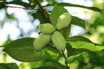 Pawpaw Asimina triloba - Unieke Fruitboom, Ophalen of Verzenden, In pot, Overige soorten, Zomer
