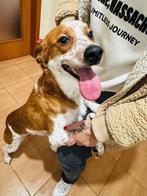 Waar mag deze leuke spontane pup Porthos komen wonen?, Particulier, 15 weken tot 1 jaar, Reu, Buitenland