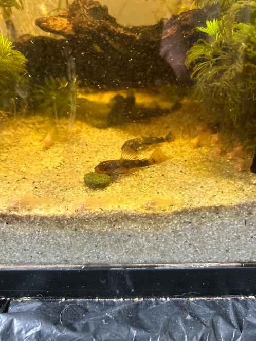 LDA16, Dieren en Toebehoren, Vissen | Aquariumvissen, Vis
