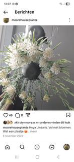 Hoya linearis, Ophalen of Verzenden, Halfschaduw, Minder dan 100 cm