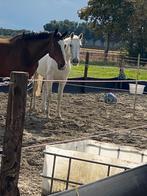 Plek gezocht voor 2 paarden., Dieren en Toebehoren, Stalling en Weidegang, Weidegang, 2 of 3 paarden of pony's