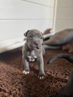 Bully XXL Dual Champion Bloodline, fully healt tested!, Dieren en Toebehoren, Nederland, Rabiës (hondsdolheid), 8 tot 15 weken
