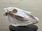 Zebra Schedel - Uniek Decoratieobject, Ophalen