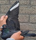 Postduiven Leus kweek koppel., Dieren en Toebehoren, Vogels | Duiven, Meerdere dieren, Postduif