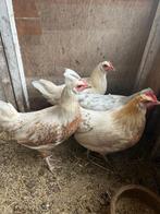 4 jonge hennen + haan, Dieren en Toebehoren, Pluimvee, Vrouwelijk, Kip