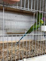 Te koop gevraagd veel soorten parkieten en papegaaien, Meerdere dieren, Parkiet