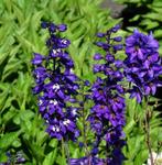 Ridderspoor delphinium black zaden - zeer donker paarse, Tuin en Terras, Bloembollen en Zaden, Ophalen of Verzenden, Voorjaar