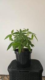 Gevlochten Geldboom in Pot, Ophalen, Overige soorten, Halfschaduw, In pot