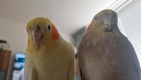 Koppel lieve handtamme valkparkieten, Dieren en Toebehoren, Vogels | Parkieten en Papegaaien, Parkiet, Meerdere dieren, Geringd