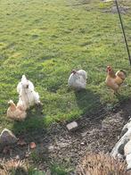 3 krielkippen met haan(zijdehoen+wyandotte+cochinkriel), Meerdere dieren, Kip