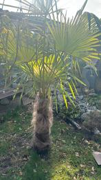 Trachycarpus Palmboom 2,10m - beschikbaar!, Ophalen, Palmboom, 100 tot 250 cm