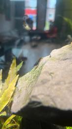 Garnelen aqarium blauw zwart, Kreeft, Krab of Garnaal, Zoetwatervis