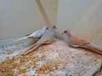 Diamand duifjes., Dieren en Toebehoren, Vogels | Overige Vogels, Meerdere dieren, Tropenvogel
