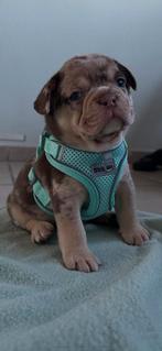 Franse buldog pups, België, Particulier, Rabiës (hondsdolheid), 8 tot 15 weken