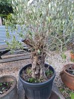 Spaanse olijfboom groot in pot, Volle zon, Vaste plant, Zomer, Ophalen