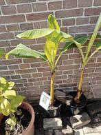 Musa blue java, Minder dan 100 cm, Overige soorten, Volle zon, In pot