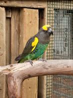 Bijzonder mooie meyer papegaai man, Dieren en Toebehoren, Vogels | Parkieten en Papegaaien, Papegaai, Mannelijk, Geringd