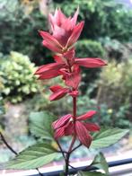Salvia embers Wish, een bijzondere salie, Overige soorten, Volle zon, Vaste plant, Ophalen of Verzenden