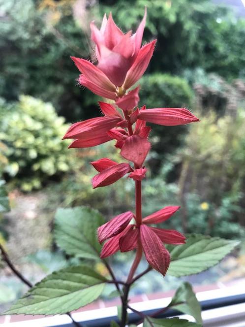 Salvia embers Wish, een bijzondere salie, Tuin en Terras, Planten | Tuinplanten, Vaste plant, Overige soorten, Volle zon, Zomer
