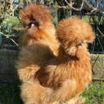 KNUFFELKIPPEN............, Vrouwelijk, Kip