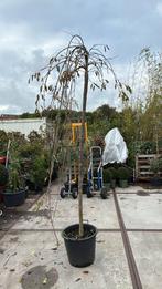 Sierkers hoogstam treur vorm echt potgekweekt nu planten, Tuin en Terras, Planten | Bomen, Treurboom, Lente, 100 tot 250 cm, Ophalen
