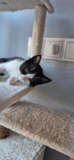 We're Looking for Kind Hearts for Our Adorable Kitten, Dieren en Toebehoren, Poes
