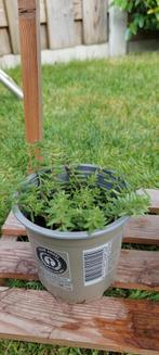 Bodembedekker in pot, Tuin en Terras, Ophalen, Bodembedekkers, Volle zon, Vaste plant