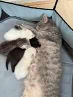 Britse korthaar kittens met stamboom te koop, Dieren en Toebehoren, Katten en Kittens | Raskatten | Korthaar, Meerdere dieren