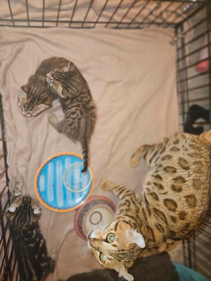 Bengaal kittens, Dieren en Toebehoren, Katten en Kittens | Raskatten | Korthaar, Meerdere dieren