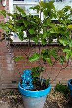 Vijgenboom FICUS CARICA, In pot, Halfschaduw, Zomer, Overige soorten