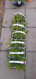 Ilex crenata groenblijvende haag, Tuin en Terras, Planten | Struiken en Hagen, Ophalen, Buxus, Minder dan 100 cm