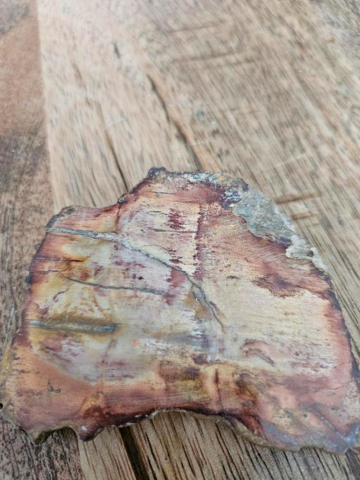 Gepolijst versteend hout, Verzamelen, Mineralen en Fossielen, Fossiel, Ophalen of Verzenden