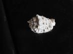 Lot 23 mooie SCHELPEN o.a 4x MUREX RAMOSUS, Verzamelen, Ophalen, Schelp(en)
