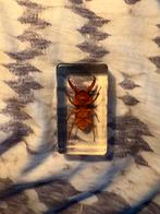 Schorpioen en kever in epoxy, Verzamelen, Dierenverzamelingen, Ophalen of Verzenden, Zo goed als nieuw, Insect, Opgezet dier