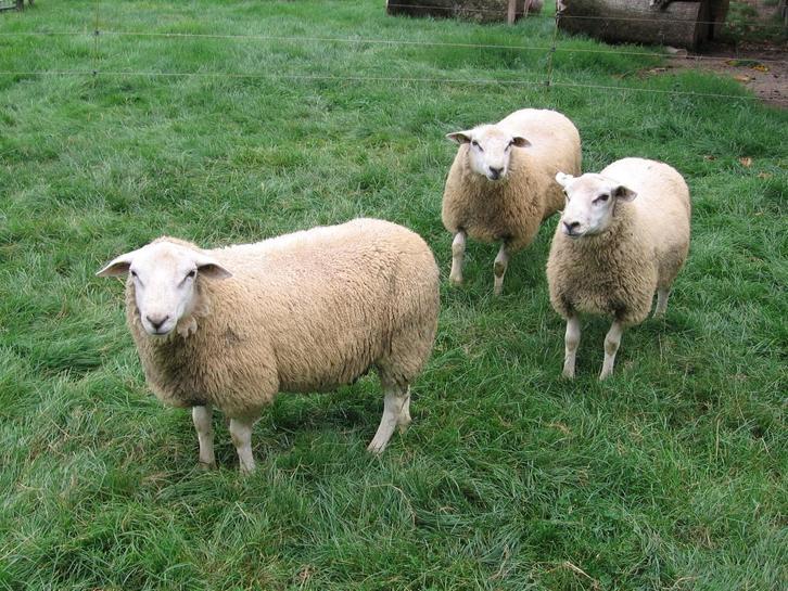 Swifter Stamboek dekram, Dieren en Toebehoren, Schapen, Geiten en Varkens, Schaap, Mannelijk, 0 tot 2 jaar