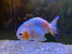 Ranchu fancy goldfish, Dieren en Toebehoren, Vis
