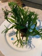 Flinke Javavaren geworteld, 1 op steen, 1 zonder, samen 7,95, Dieren en Toebehoren, Ophalen, Zo goed als nieuw, Plant(en), Steen of Hout