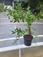 granaatappel plant, 3 jaar oud,, Ophalen, Overige soorten, In pot, Halfschaduw