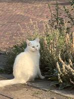 Kittens te koop!!!, Dieren en Toebehoren, Meerdere dieren