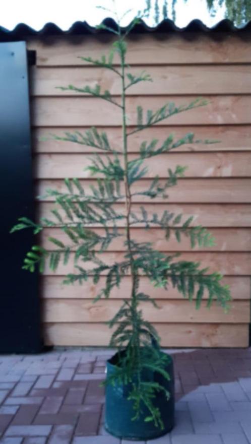 Sequoia sempervirens, hoogste boom ter wereld 115 meter!, Tuin en Terras, Planten | Bomen, Overige soorten, 100 tot 250 cm, Halfschaduw