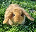 Jonge kleine dwerg konijnen, rustige konijntjes, Meerdere dieren, Dwerg, Hangoor, 0 tot 2 jaar