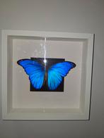 Morpho vlinder, Verzamelen, Dierenverzamelingen, Ophalen of Verzenden