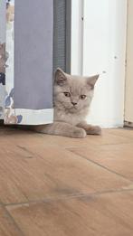 Schattige britse korthaar te koop ‼️, Dieren en Toebehoren, Katten en Kittens | Raskatten | Korthaar, Poes, Ontwormd