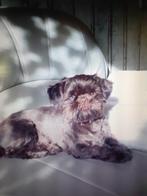 Gezocht ouder Boomerachtig hondje Teefje, Dieren en Toebehoren, 6 jaar of ouder, Teef, Eén hond, Klein