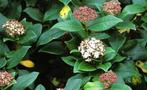 Seeuwbal, Viburnum Tinus, Overige soorten, Vaste plant, Ophalen of Verzenden, Halfschaduw