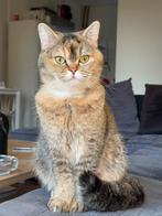 Britse korthaar kat (poes), Dieren en Toebehoren, Poes, Kortharig, 0 tot 2 jaar
