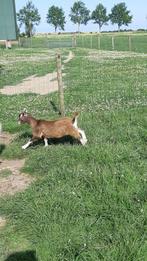 Hoornloze toggenburger bok, Dieren en Toebehoren, Schapen, Geiten en Varkens, Mannelijk, Geit