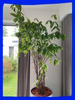 Dracaena surculosa op hydrocultuur 1,5 mtr, Ophalen, Overige soorten