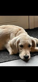 Verwacht nestje golden retrievers, Golden retriever, 8 tot 15 weken, Parvo, Meerdere