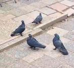 Takla, Meerdere dieren, Tuimelaar of Roller